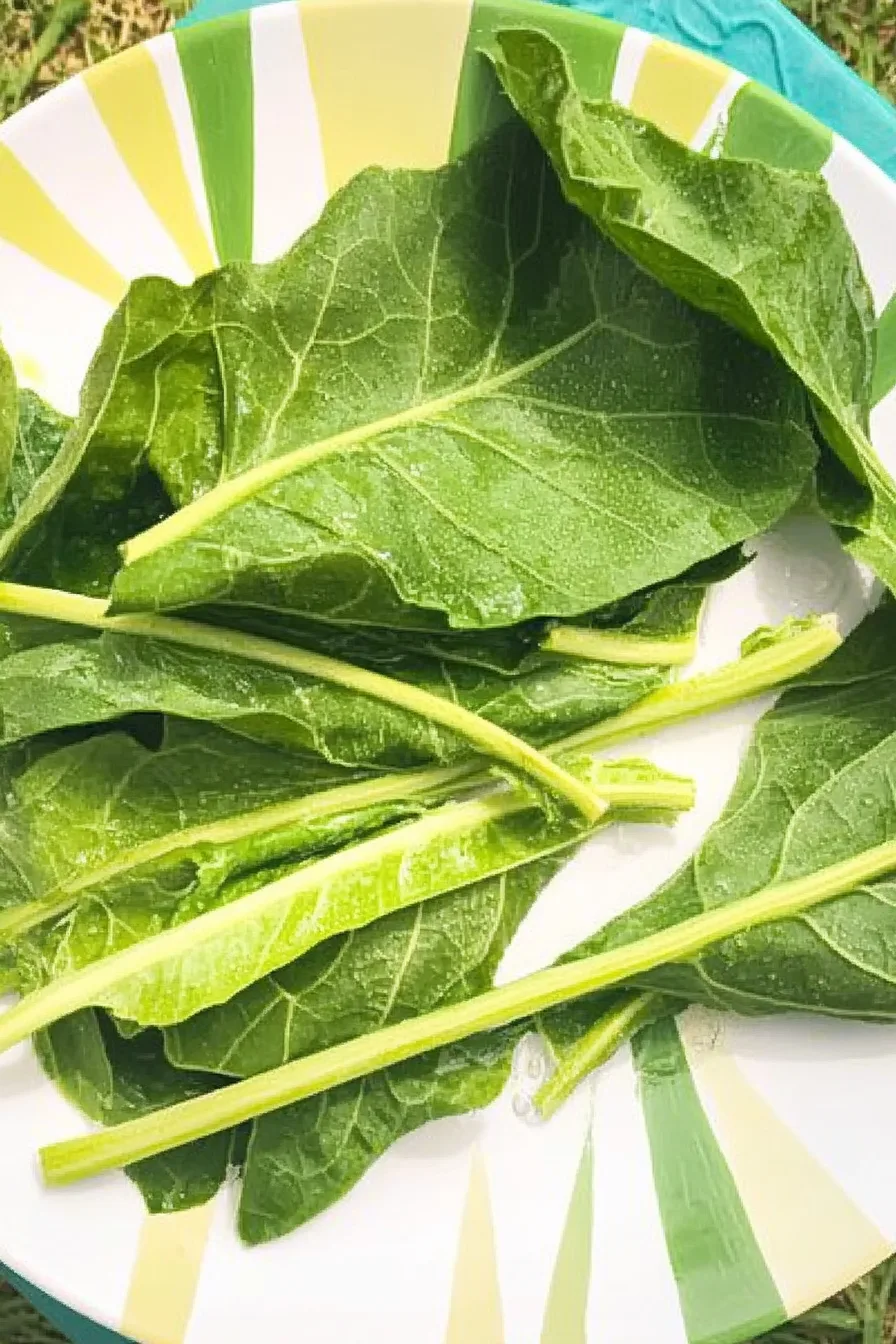 Close-up view of a pumpkin vine showcasing serrated green leaves with a slightly fuzzy texture, emphasizing their natural beauty and freshness.